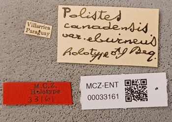 Media type: image;   Entomology 33161 Aspect: labels
